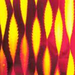 Golden Leaves
